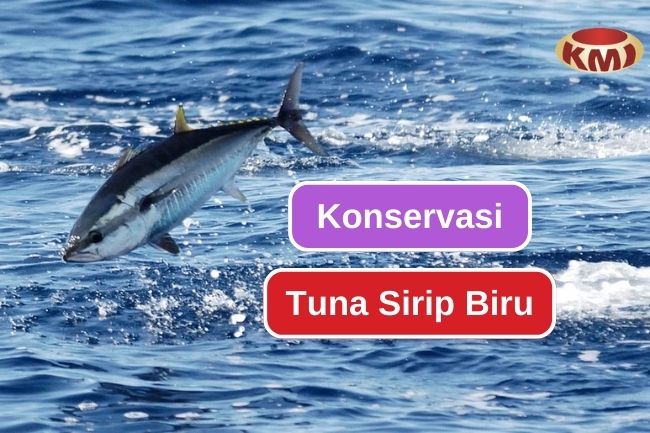 Status Konservasi Tuna Sirip Biru